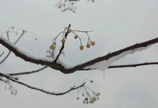 清、楝（廉）1_副本.jpg